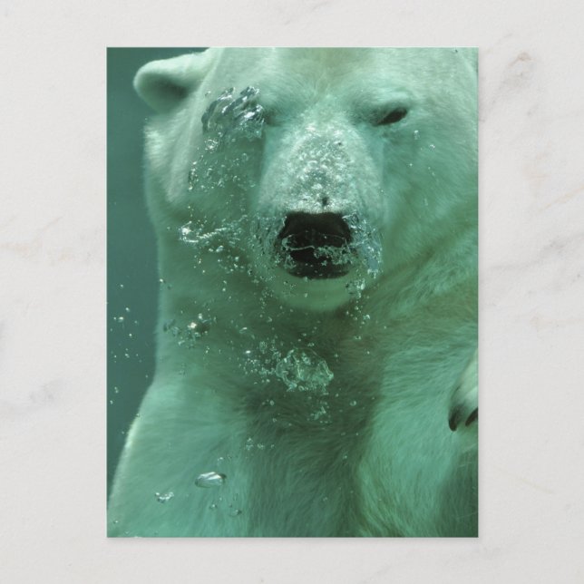 Carte Postale ours polaire-4069 (Devant)