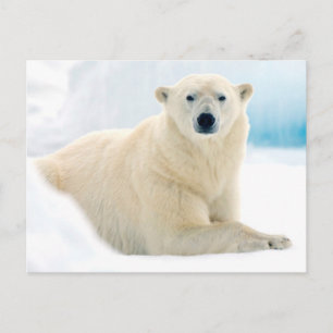 Carte Postale Ours polaire adulte grand verrat sur la glace en é