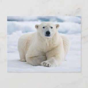 Carte Postale Ours polaire adulte sur la banquise d'été