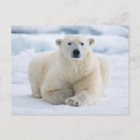 Ours polaire adulte sur la glace du pack d'été