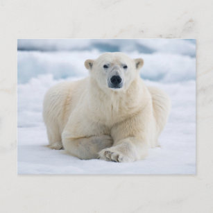 Carte Postale Ours polaire adulte sur la glace du pack d'été