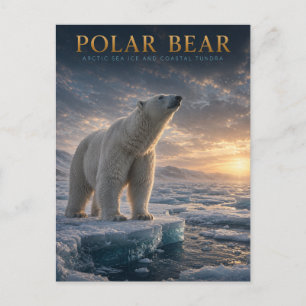 Carte Postale Ours Polaire Banquise Arctique ANIMAUX