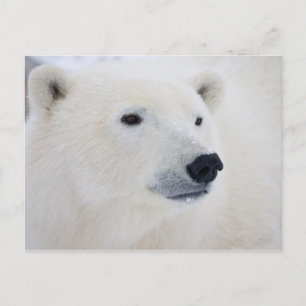 Carte Postale Ours polaire Churchill