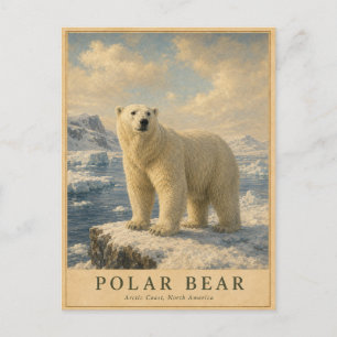 Carte Postale Ours polaire côte arctique VINTAGE