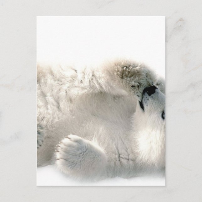 Carte Postale Ours polaire Cube Animal Arctic Froid Hiver (Devant)