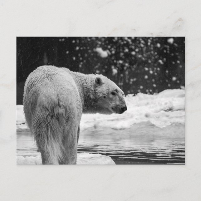 Carte Postale Ours polaire dans la neige (Devant)