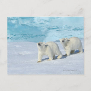 Carte Postale Ours polaire, deux tasses sur glace, Ursus