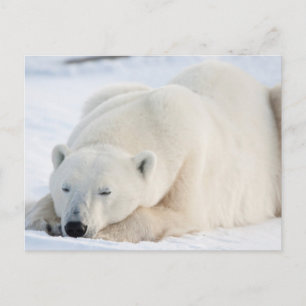 Carte Postale Ours polaire en hiver