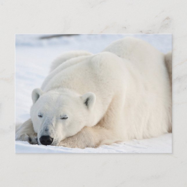 Carte Postale Ours polaire en hiver (Devant)