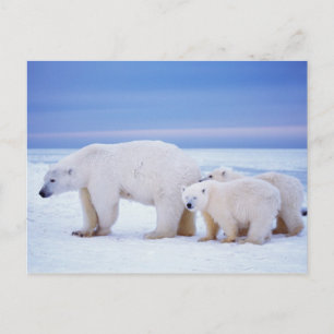 Carte Postale Ours polaire femelle avec des oursons