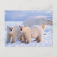 Ours polaire femelle avec des oursons sur la glace