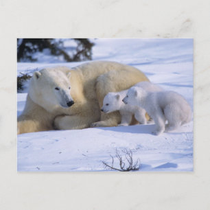 Carte Postale Ours polaire femelle couché avec 2 oursons