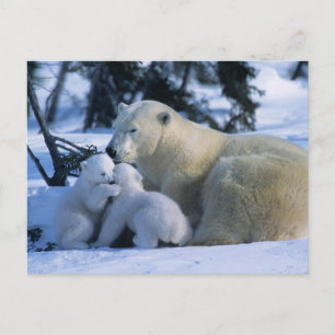 Carte Postale Ours polaire femelle couchée avec 2 oursons