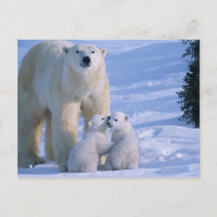 Carte Postale Ours polaire femelle debout avec 2 oursons