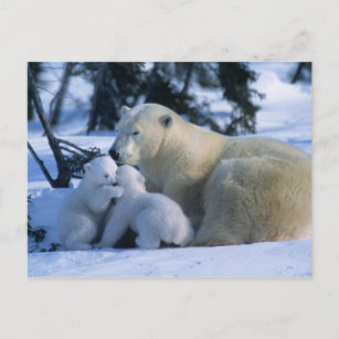 Carte Postale Ours polaire féminin allongé avec 2 Cubs