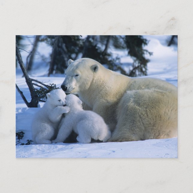 Carte Postale Ours polaire féminin allongé avec 2 Cubs (Devant)
