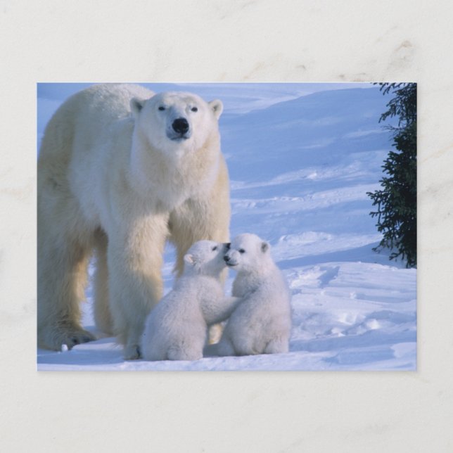 Carte Postale Ours polaire féminin debout avec 2 Cubs à sa (Devant)