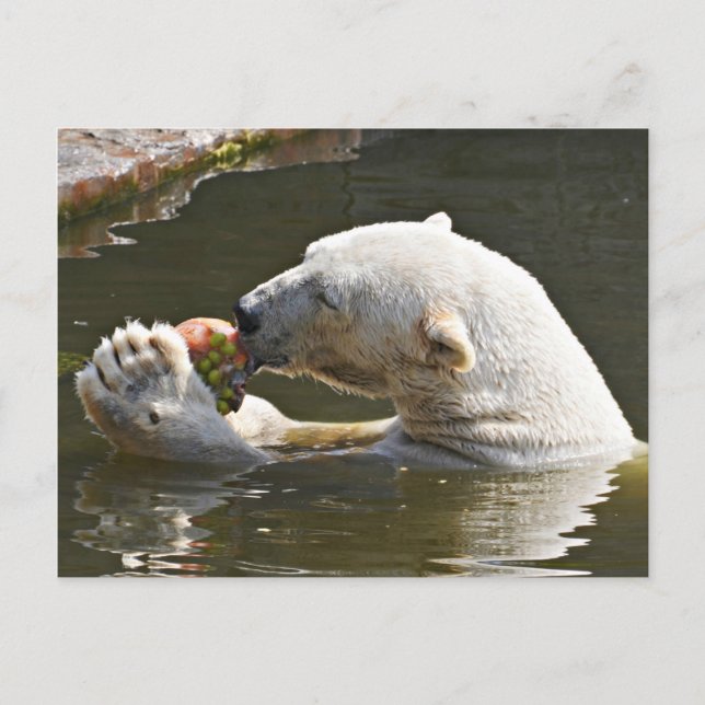 Carte Postale Ours polaire mangeant des fruits - Message de bien (Devant)