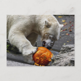 Carte Postale Ours polaire mangeant un Citrouille