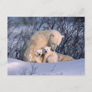 Carte Postale Ours polaire mère assis avec des jumeaux,