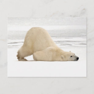 Carte Postale Ours polaire se grattant sur la toundra gelée