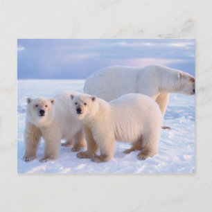 Carte Postale Ours polaire semé avec des petits sur la glace de 