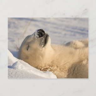 Carte Postale Ours polaire sieste