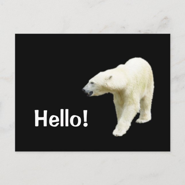 Carte Postale Ours polaire sur Black Hello (Devant)