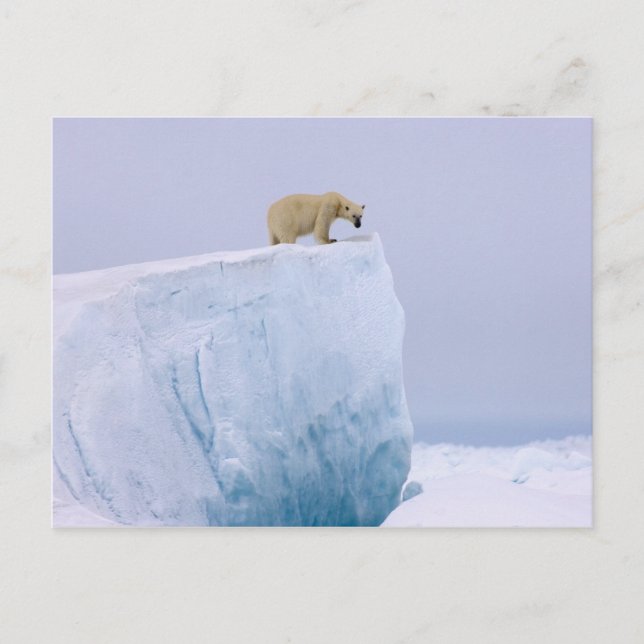 Carte Postale ours polaire, Ursus maritimus (Devant)