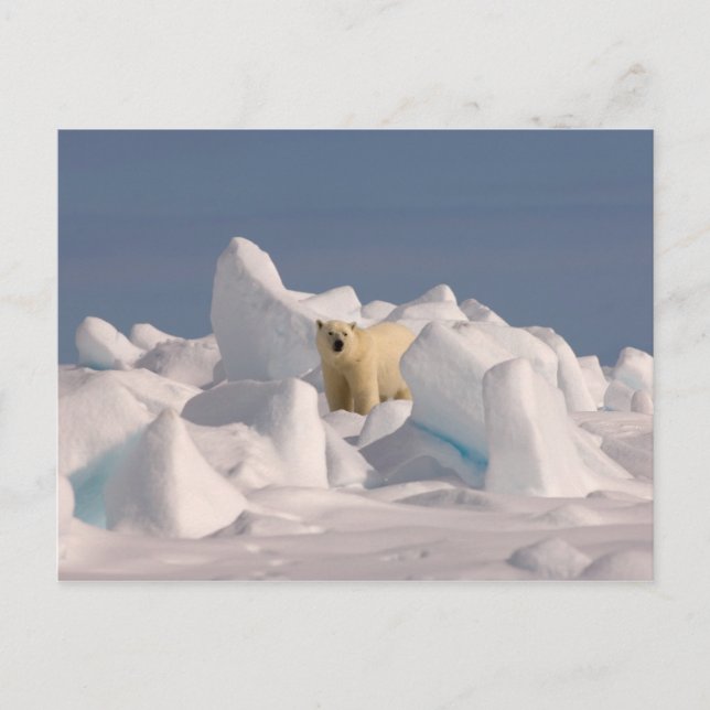 Carte Postale ours polaire, Ursus maritimus, dans la glace brute (Devant)