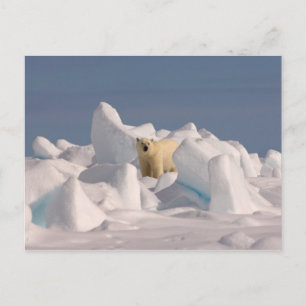 Carte Postale ours polaire, Ursus maritimus, dans la glace rugue