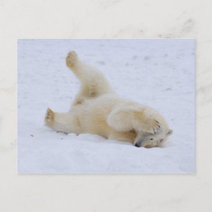 Carte Postale ours polaire, Ursus maritimus, ourson roulant