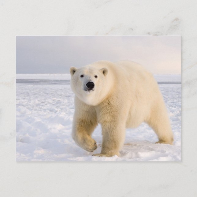 Carte Postale ours polaire, Ursus maritimus, sur glace et neige, (Devant)