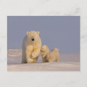 Carte Postale ours polaire, Ursus maritimus, truie avec nouveau-