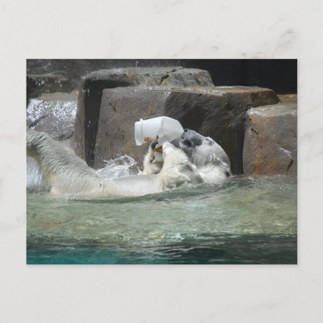 Carte Postale Ours polaires (Devant)