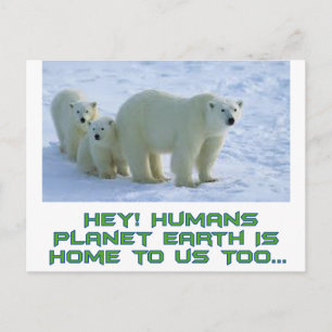 Carte Postale Ours polaires cool
