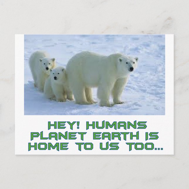 Carte Postale Ours polaires cool (Devant)