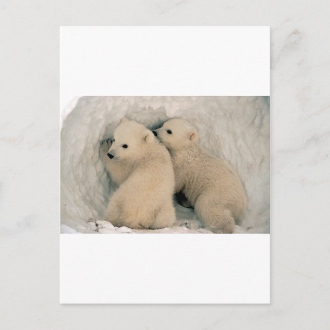 CARTE POSTALE OURS POLAIRES DE BÉBÉ TWIN (Devant)
