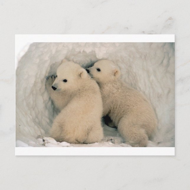 CARTE POSTALE OURS POLAIRES DE BÉBÉ TWIN (Devant)