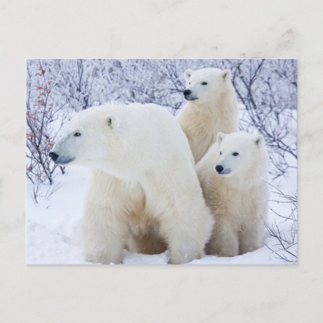 Carte Postale Ours polaires et deux oursons (Devant)