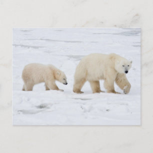 Carte Postale Ours polaires femelle et deux oursons 2