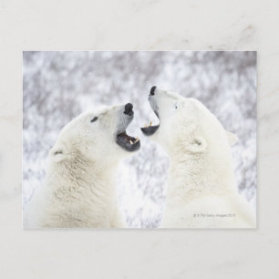 Carte Postale Ours polaires jouant dans la neige