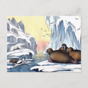 Carte Postale Ours Polaires, Walrus Et Phoques