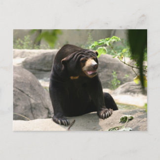 Carte Postale ours solaire malaisien