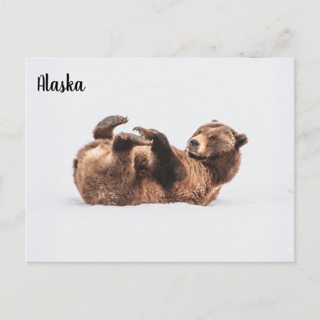 Carte Postale Ours Wildlife Alaska (Devant)