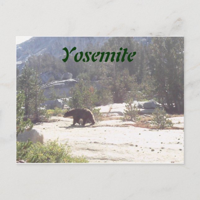 Carte Postale ours, Yosemite (Devant)