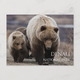 Carte Postale Ourse grizzly, oursons, Parc national de Denali, A
