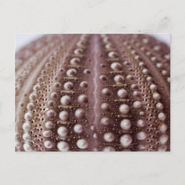 Carte Postale oursin (Devant)