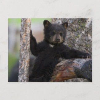 Carte Postale Ourson d'ours noir se prélassant