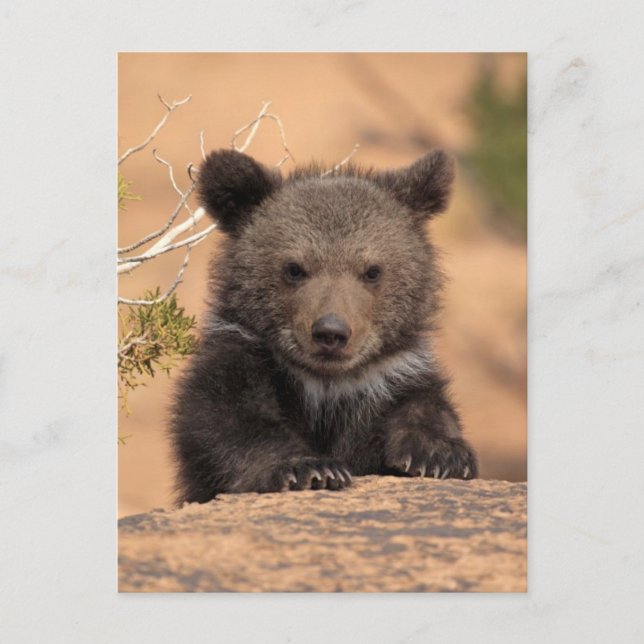 Carte Postale Ourson Grizzly (Devant)
